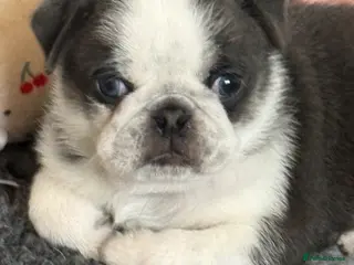 Pug dogs Kc pug puppies from a 5 star licensed breeder - Advert 2