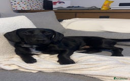 Mixed Breed dogs for sale: Dachshund Crossbreed  - Image 5