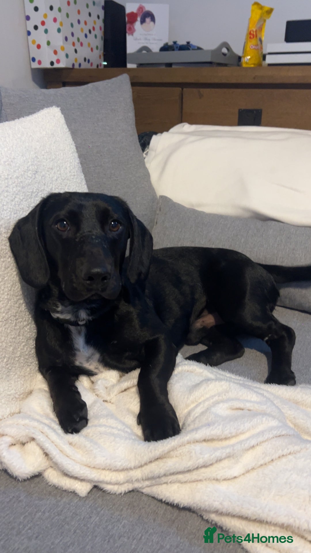 Mixed Breed dogs for sale: Dachshund Crossbreed  - Image 5