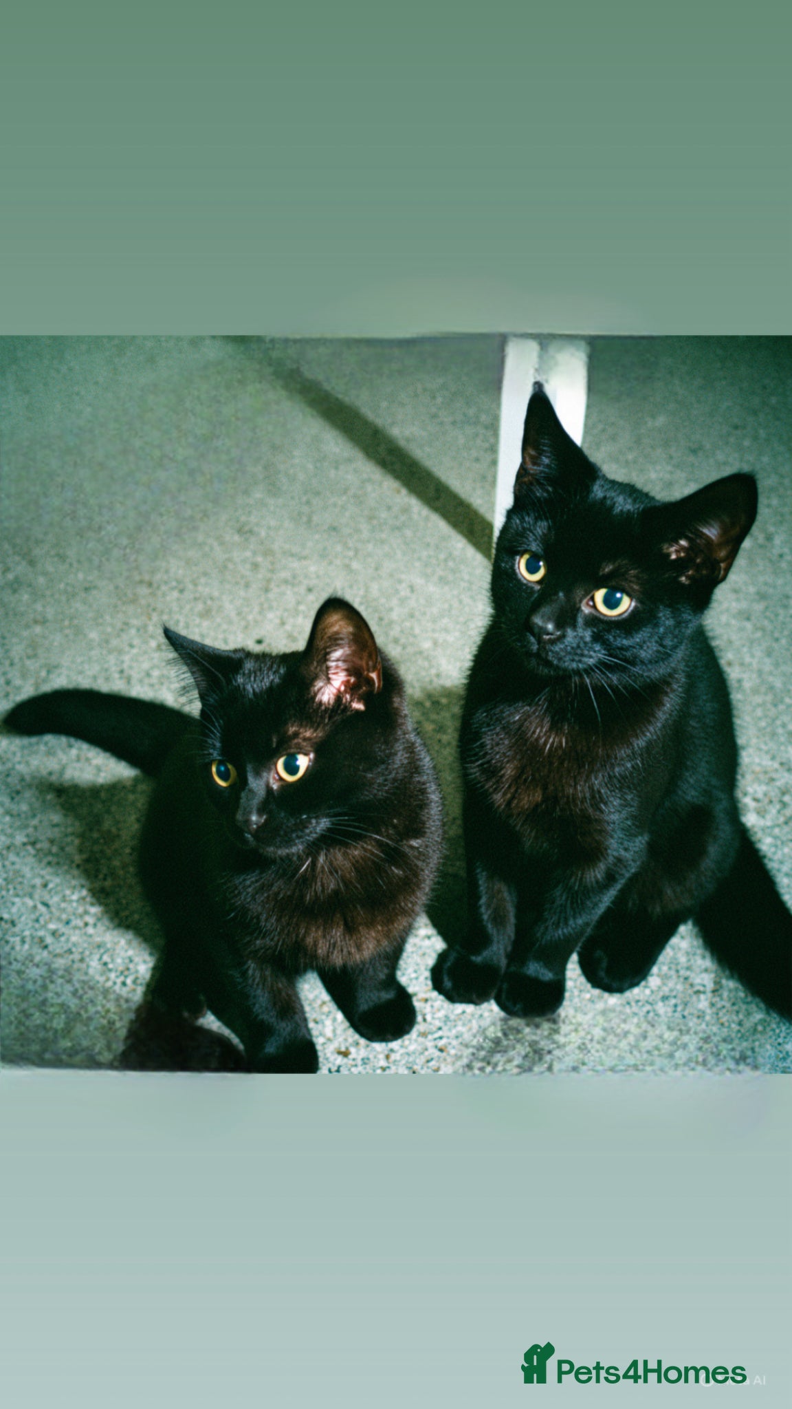 Mixed Breed cats Half BSH   - Advert 1