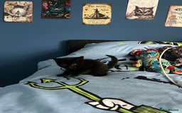 Mixed Breed cats for sale: Beautiful grey and black kitten - Advert 5