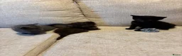 Munchkin cats for sale: RARE BLUE MUNCHKIN BOY - READY TO LEAVE  - Advert 3
