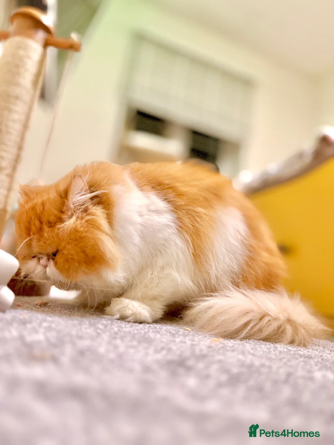 Persian cats for sale: Beautiful long hair bicolour white/red Persian boy - Advert 2