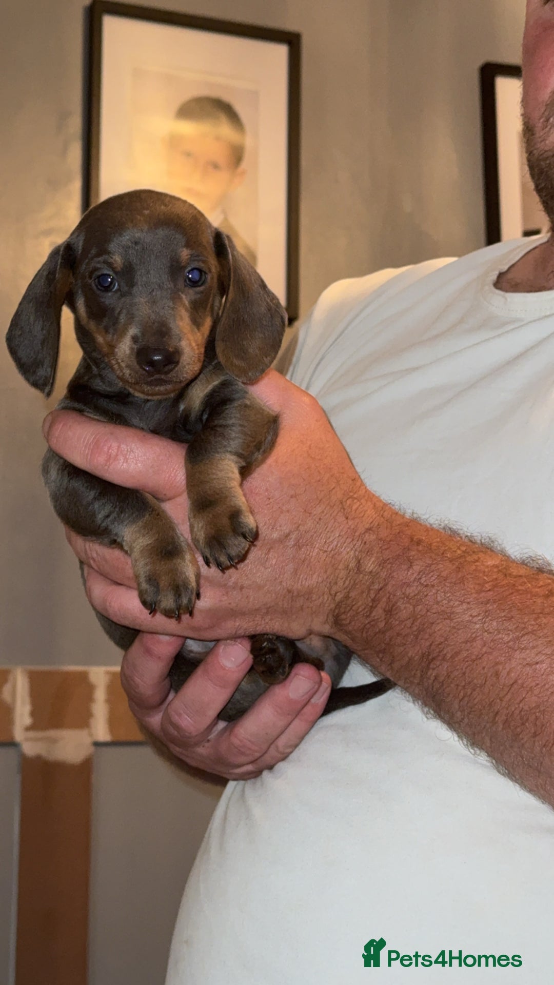 Miniature Dachshund dogs for sale: Beautiful miniature dachshunds for sale - Image 5