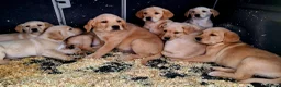Goldador dogs for sale: Goldador puppies - Advert 8