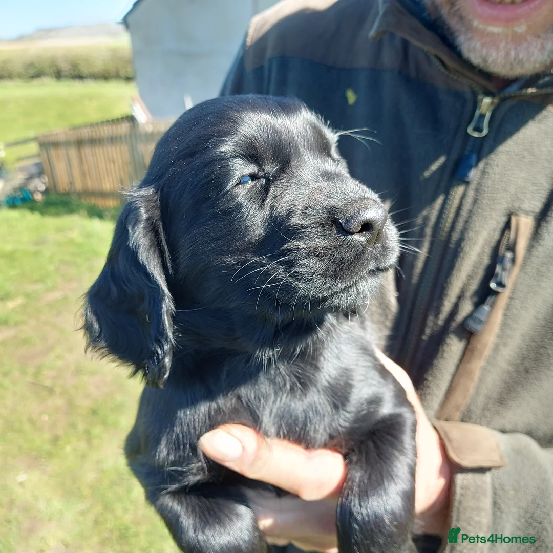 Cocker Spaniel dogs for sale: First class cocker spaniel pups. - Advert 1