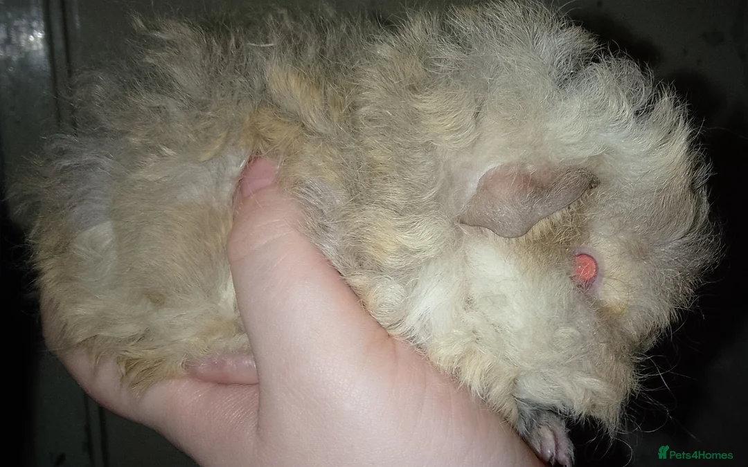 Guinea Pig rodents for sale: I have lovely yark x lunkarya boar for sale  - Advert 2