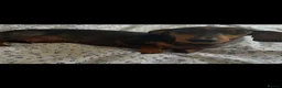 Dachshund dogs for sale: Home reared min Dachsund puppies - Advert 3