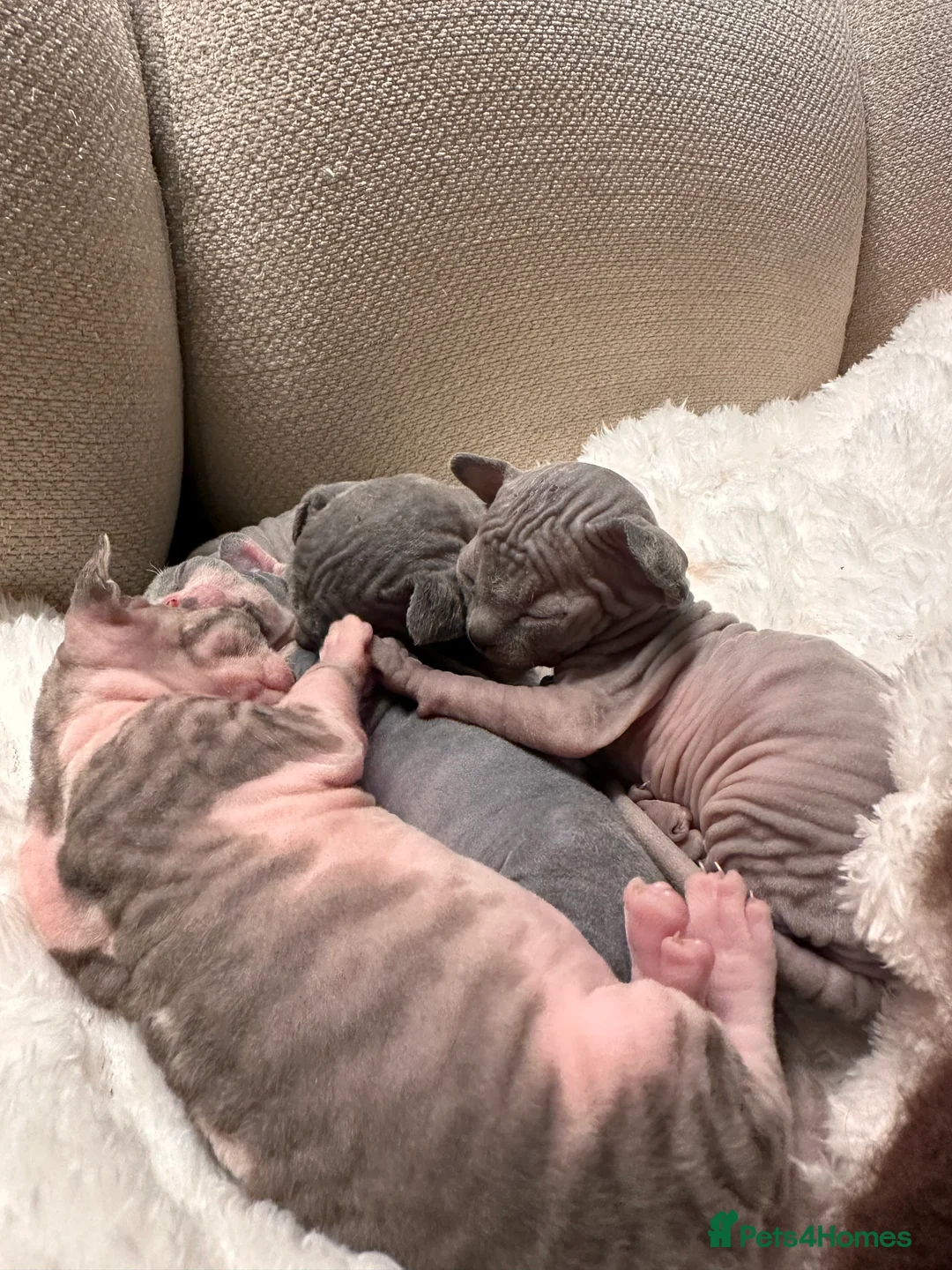 Sphynx cats for sale: Beautiful sphynx kittens from a mum and dad home - Advert 27
