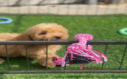 Cockapoo dogs for sale: Adorable F1 cockapoo pups NOW READY  - Image 15