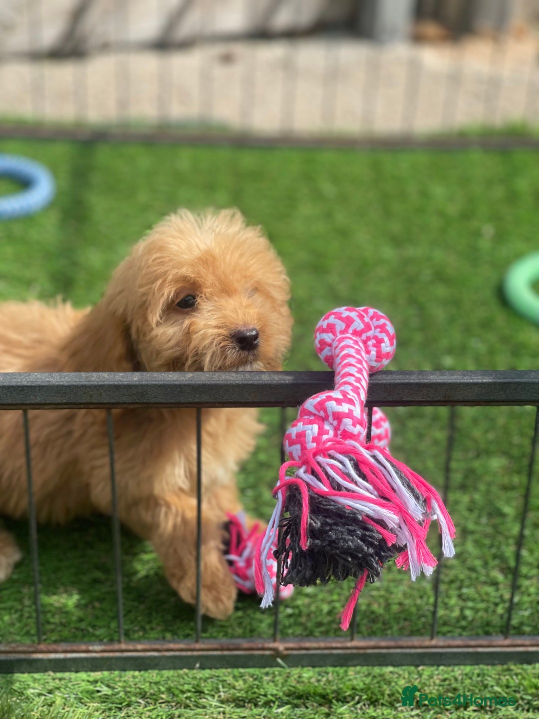 Cockapoo dogs for sale: Adorable F1 cockapoo pups NOW READY  - Image 15