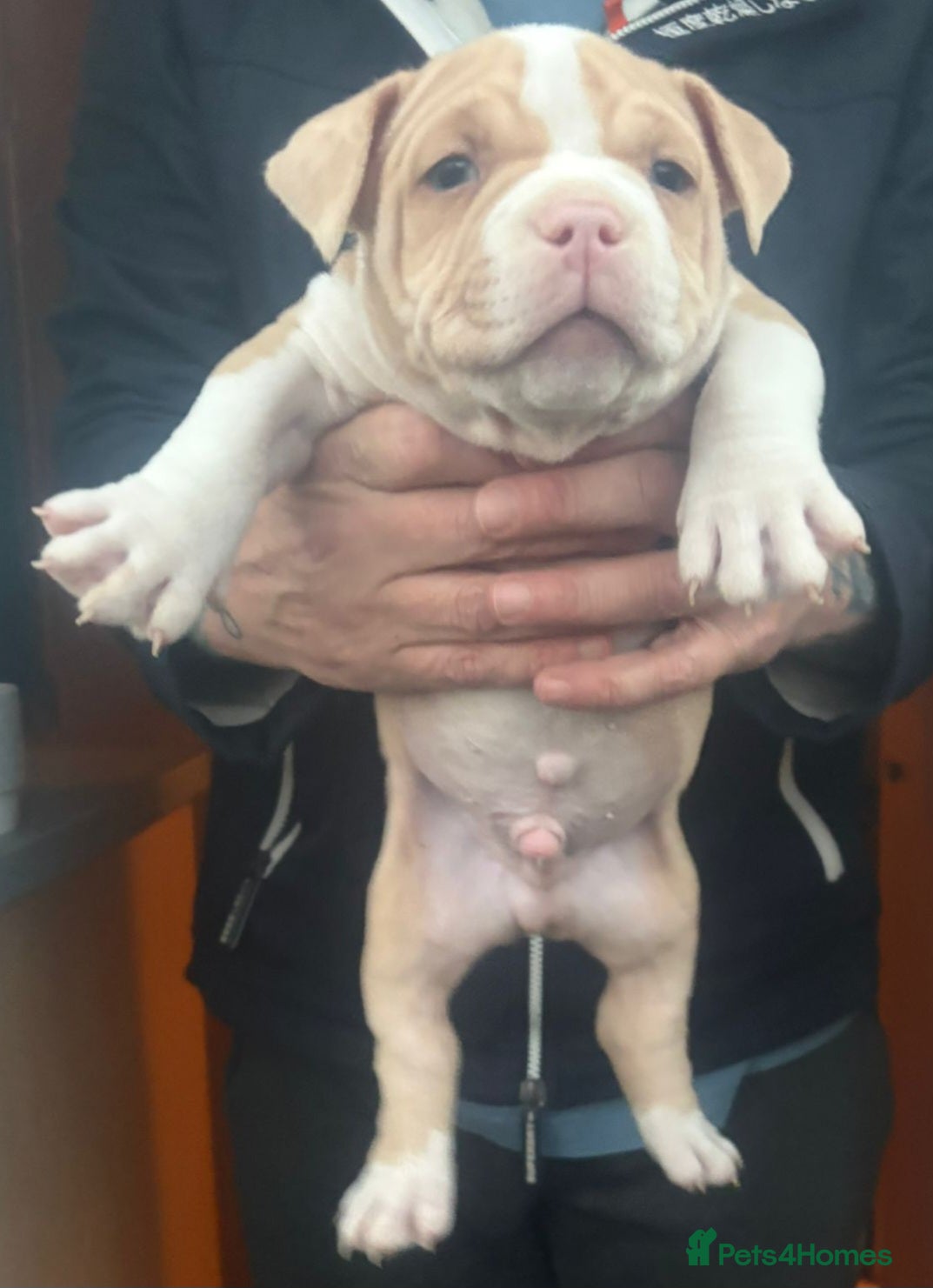 American Bully dogs x2 American Bully Puppies (Male) - Advert 1