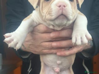 American Bully dogs x2 American Bully Puppies (Male) - Advert 1