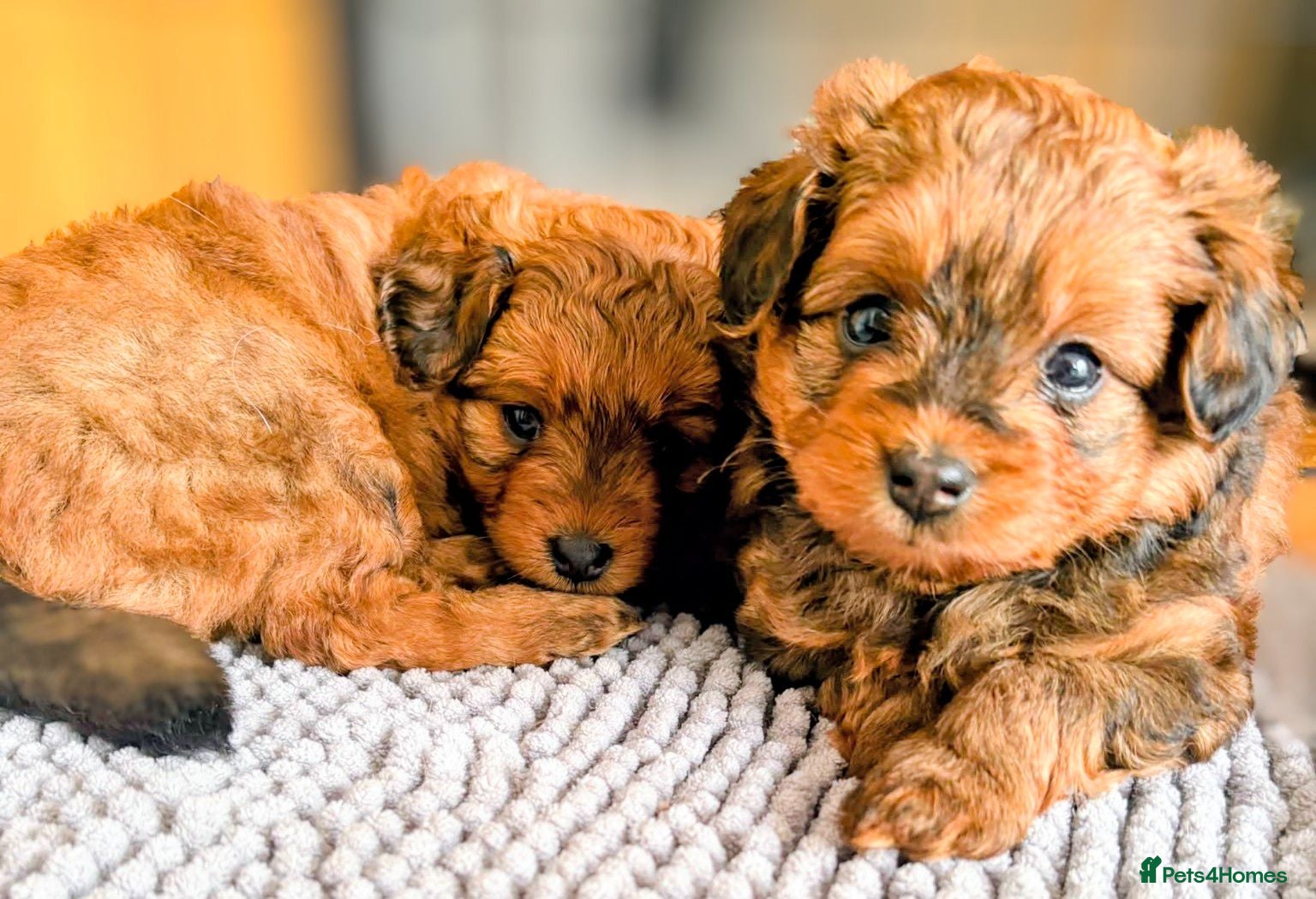 Pomapoo dogs Gorgeous F1 Pomapoo's - Advert 1