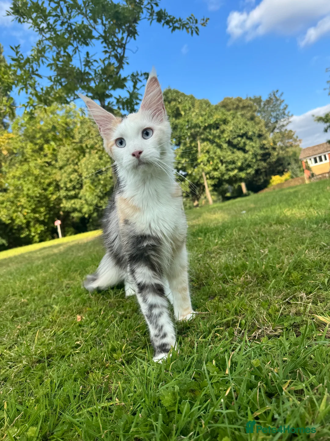 Maine Coon cats for sale: MaineCoonKitten🏆20+gen🧬Outstadning Full Pedigree - Advert 12