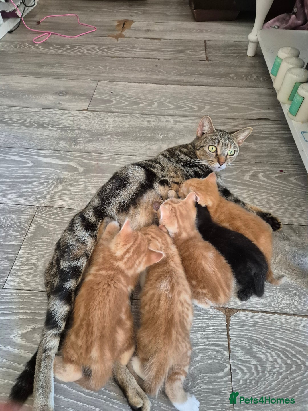 British Shorthair cats for sale: Ginger male kittens - Image 5