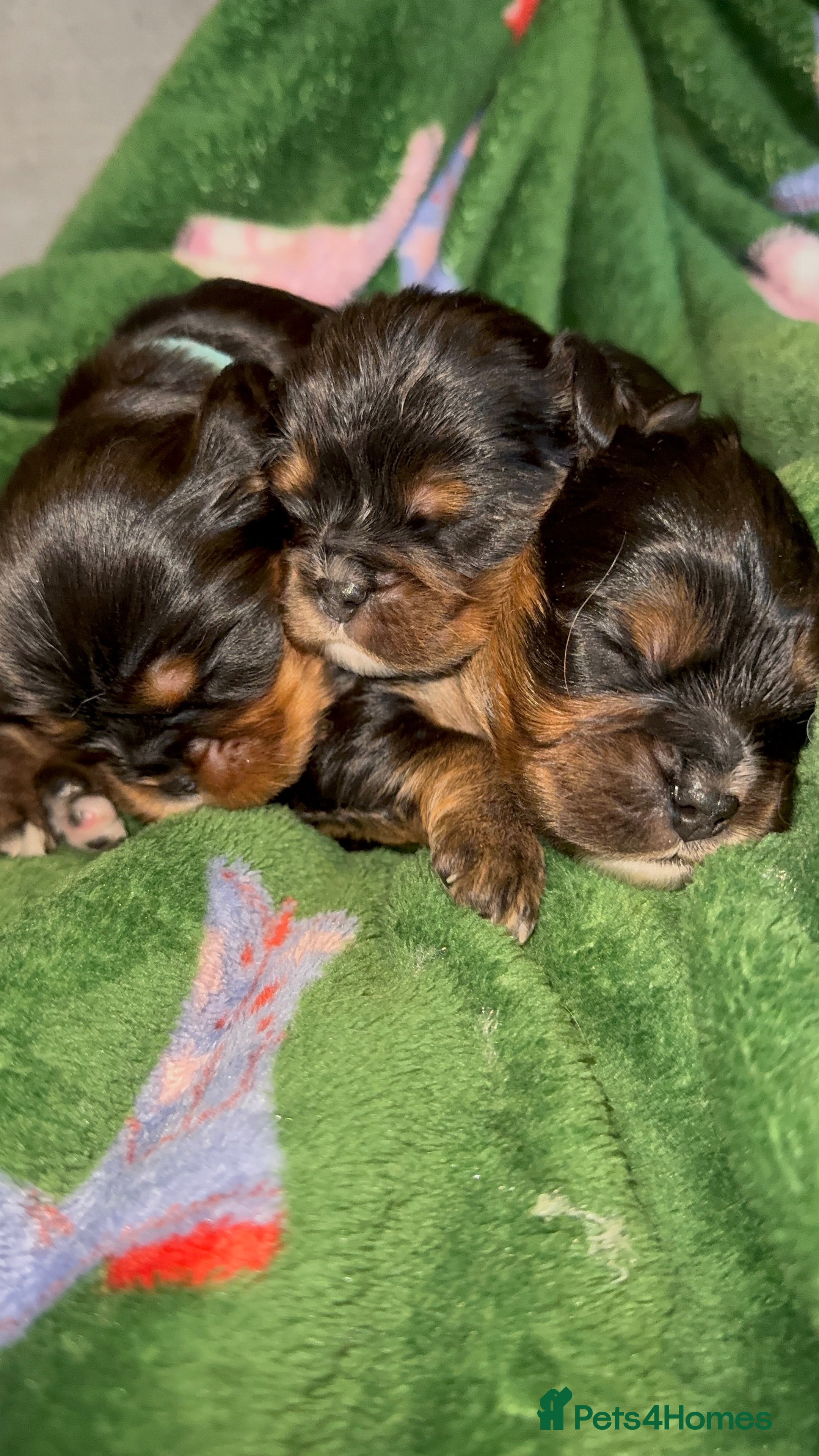 Cavalier King Charles Spaniel dogs Beautiful litter of KC reg King Charles spaniels - Advert 14