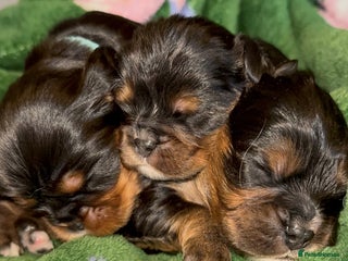 Cavalier King Charles Spaniel dogs Beautiful litter of KC reg King Charles spaniels - Advert 14
