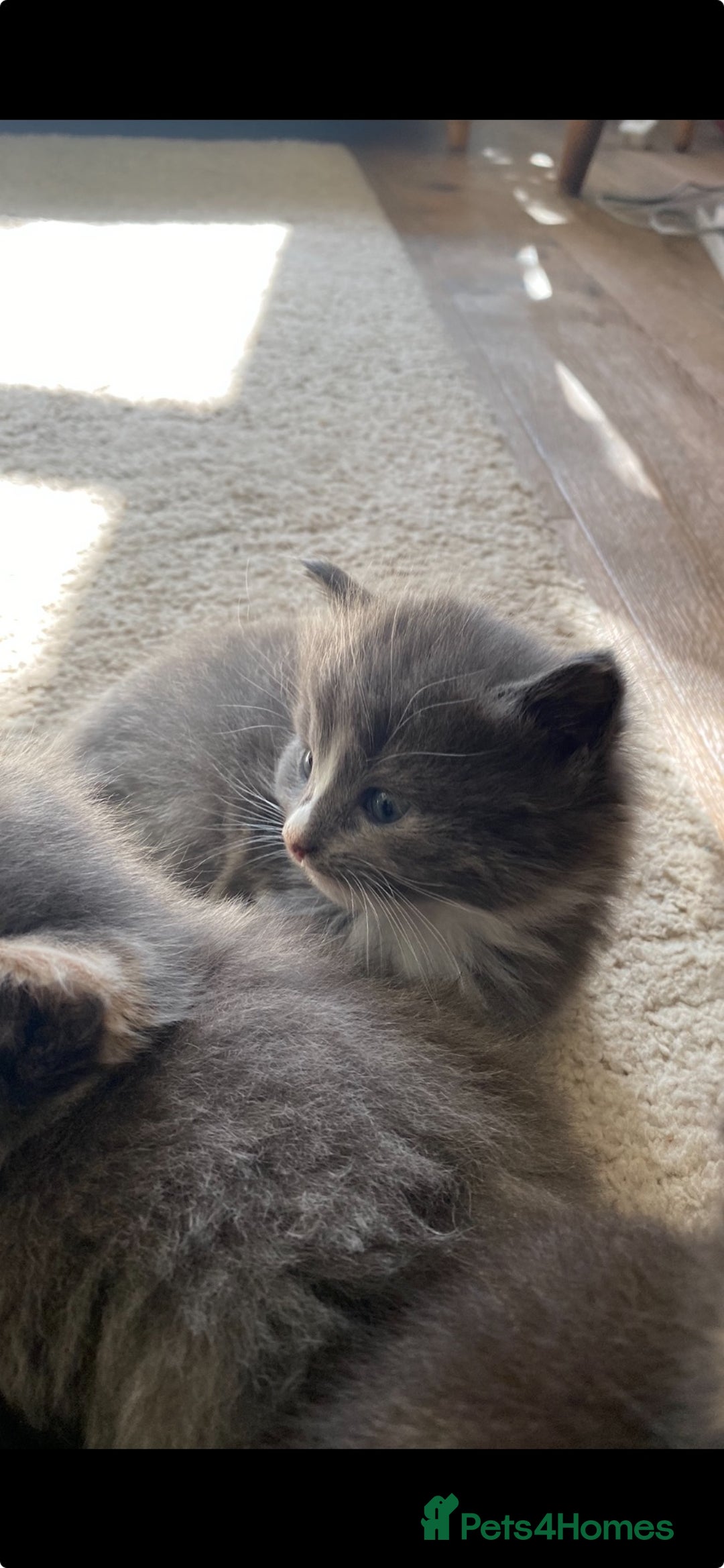 Mixed Breed cats for sale: Beautiful kittens for sale - Image 7