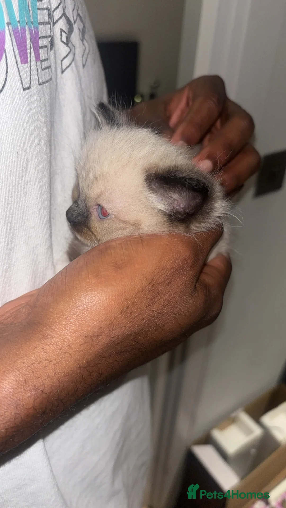 Ragdoll cats for sale: Premium Siberian × Ragdoll Kittens - Advert 6