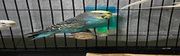 Budgerigars birds for sale: Budgies for sale - £15 - Advert 3