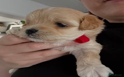 Maltipoo dogs for sale: Beautiful Male Maltipoo F1 Pups - Image 19