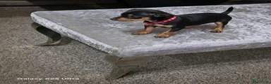 Miniature Pinscher 2