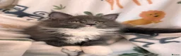Maine Coon cats for sale: Exceptional TICA Pedigree Maine Coon Kittens - Advert 24
