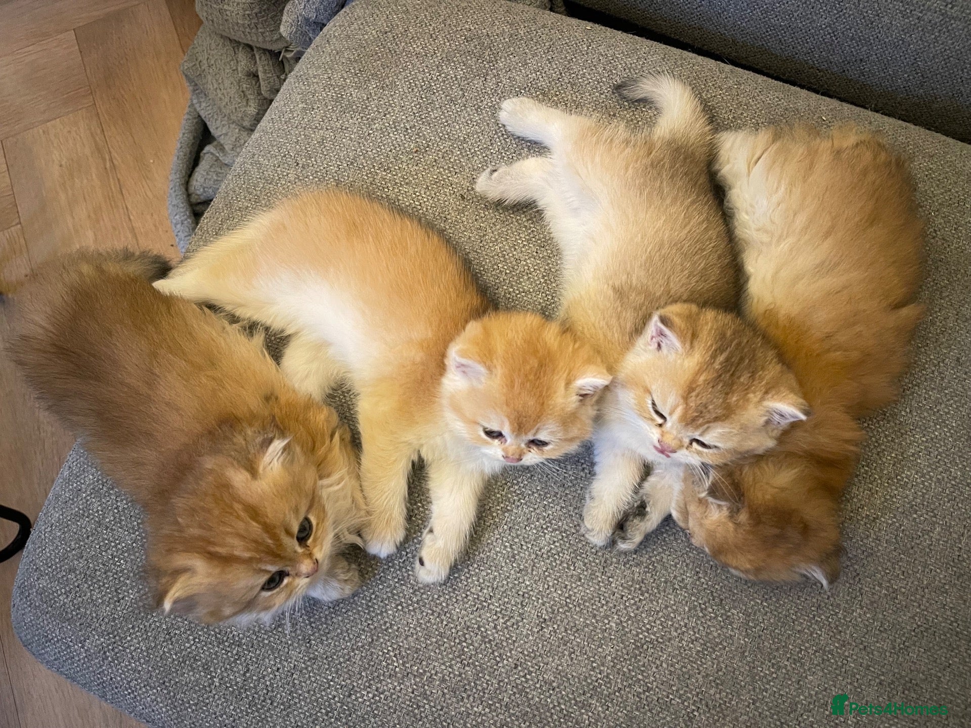 British Shorthair cats Beautiful BSH BLH NY12 kittens - Advert 1