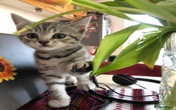 British Shorthair cats for sale: GCCF REGISTERED CHAMPION LINES SILVER SPOTTED BSH - Image 13