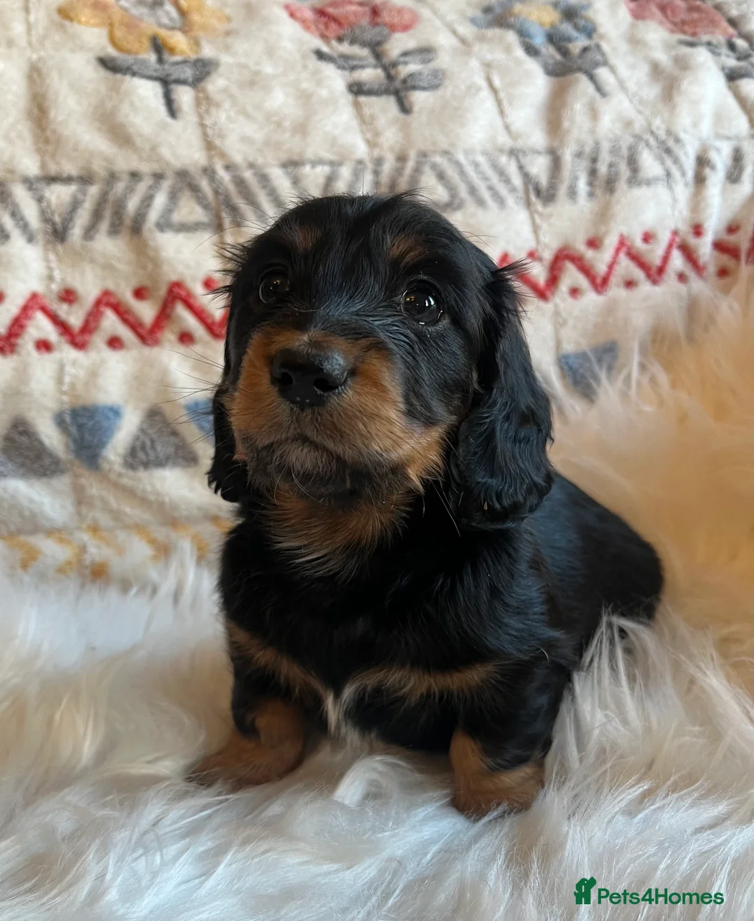 Miniature Dachshund dogs for sale: Beautiful  KC Mini L/H dachshund puppies - Advert 7