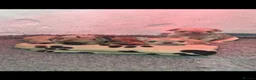French Bulldog dogs for sale: French Bulldog KC Puppies - Advert 12