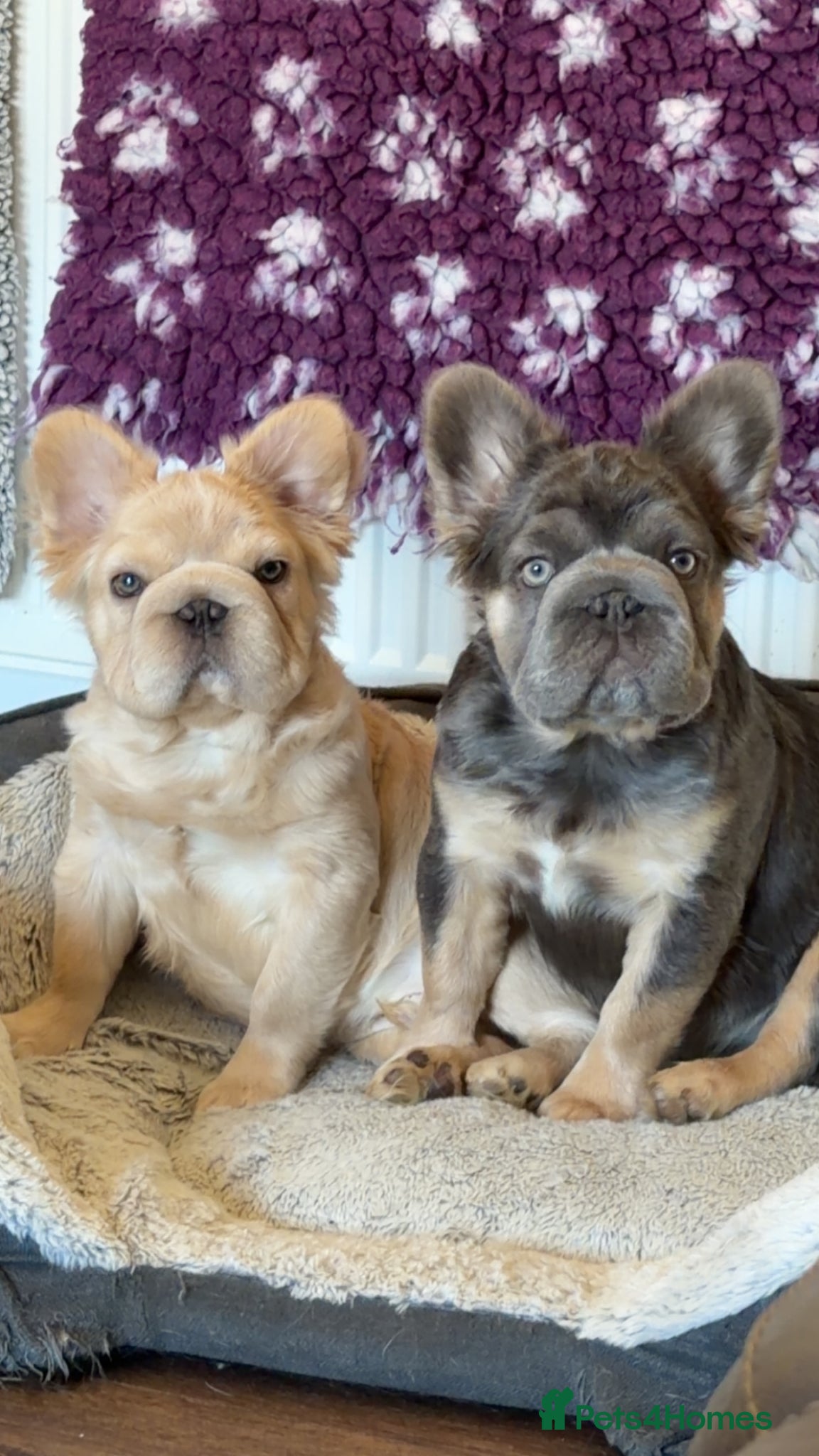 French Bulldog dogs Priced to go Top quality fluffy Frenchbulldogs - Advert 2