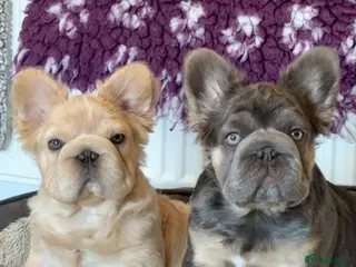French Bulldog dogs Priced to go Top quality fluffy Frenchbulldogs - Advert 2