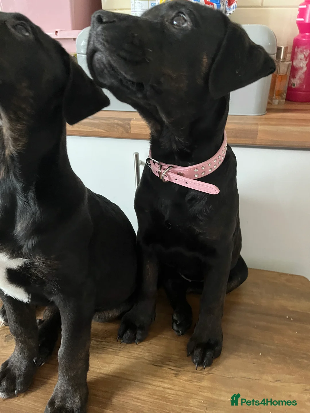 Mixed Breed dogs for sale: Bullmastiff cross puppies  - Advert 20