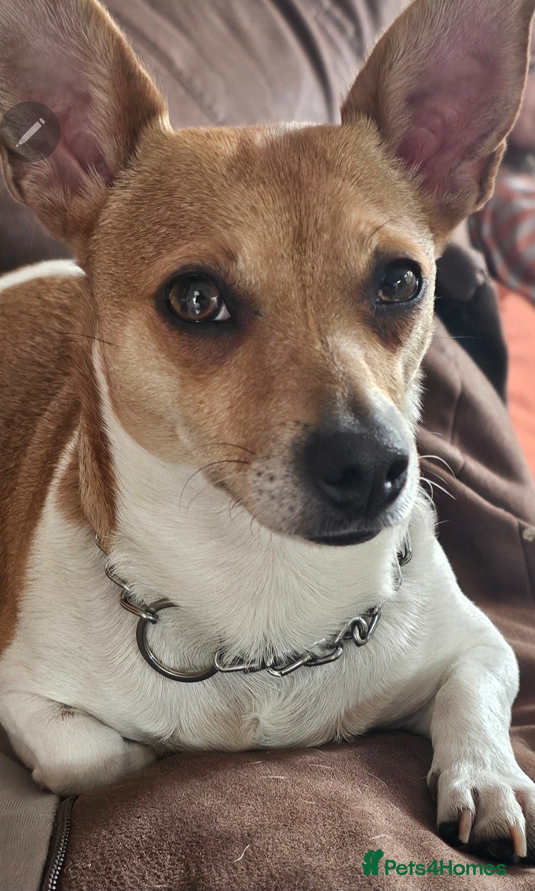 Jack Russell dogs for sale: Beautiful Jack Russell Terrier Puppies - Image 9