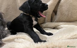 Mixed Breed dogs for sale: Springer Schnoodle puppies  - Advert 4