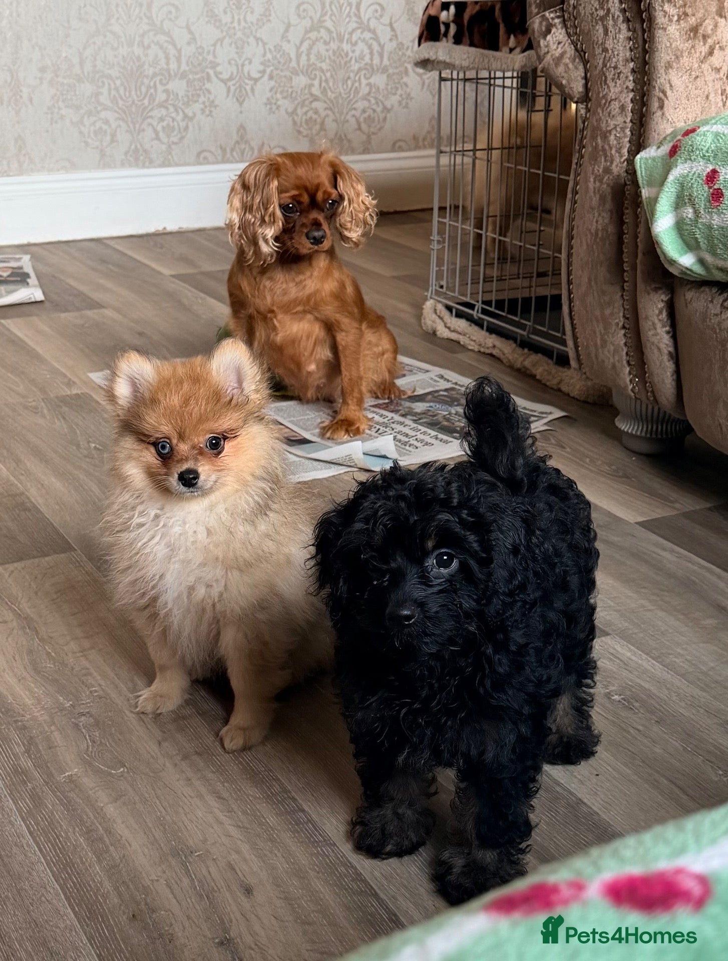 Pomeranian dogs Last boy & girl … Pomeranian puppies  - Advert 2