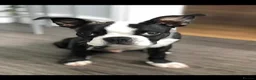 Boston Terrier dogs for stud: Mickey Mouse🐁proven kc (for stud) - Advert 8