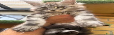 Light blue collar kitten 