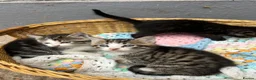 Mixed Breed cats for sale: 3 Kittens for sale  - Advert 5