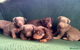 Australian Kelpie dogs for sale: Australian Kelpie Puppies WKC Registered - Image 5