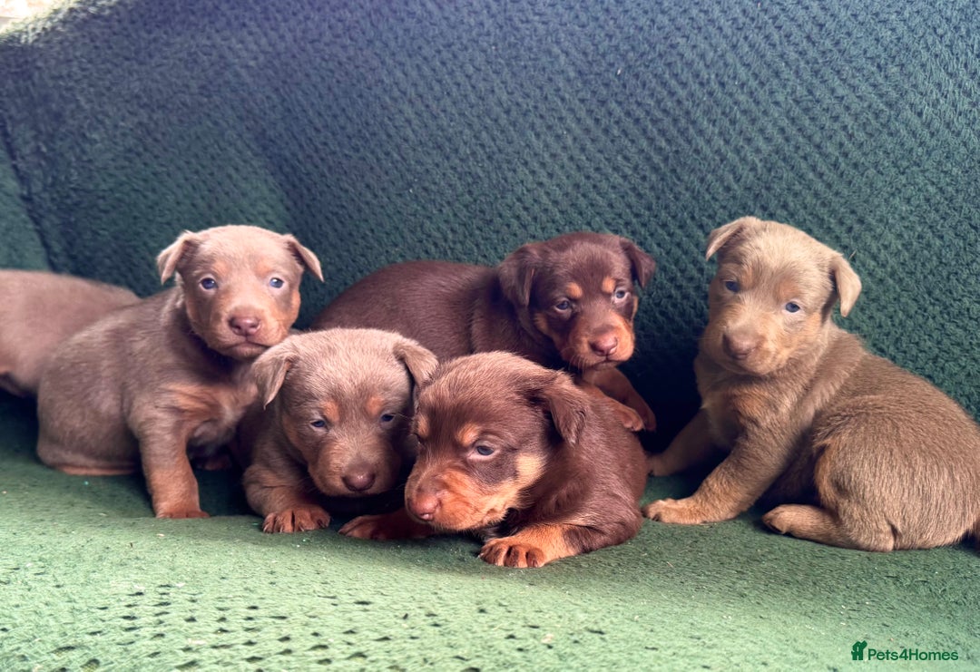 Australian Kelpie dogs for sale: Australian Kelpie Puppies WKC Registered - Image 5