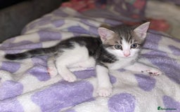 British Shorthair cats for sale: Silver grey tabby cats - Image 8