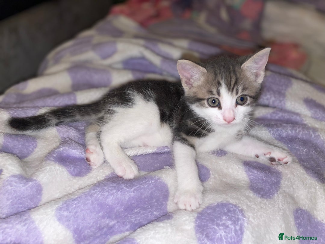 British Shorthair cats for sale: Silver grey tabby cats - Image 8