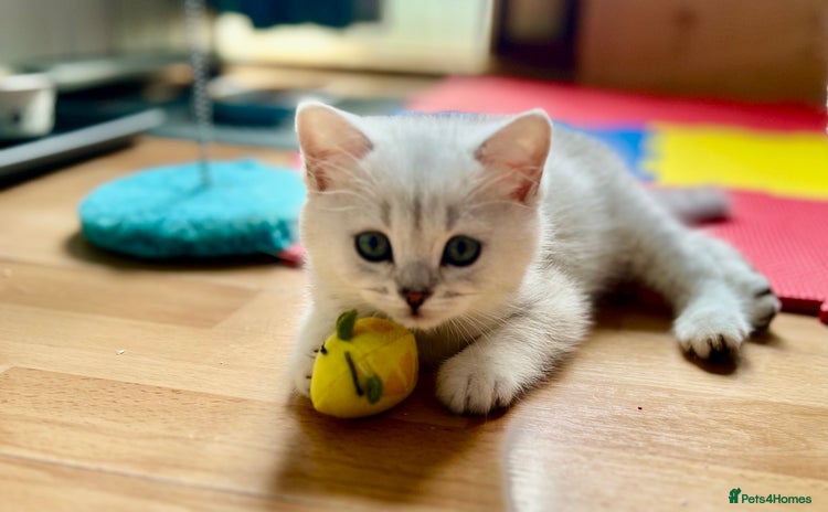 British Shorthair cats - Advert 8