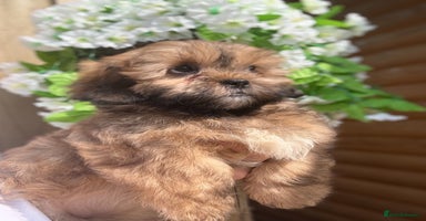 Shihpoo dogs - Advert 2