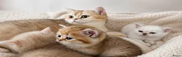 British Shorthair cats for sale: 😻British golden shorthair/longhair😻 - Advert 1