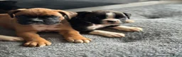 Boxer dogs for sale: Beautiful Kc boxer puppies  - Advert 28