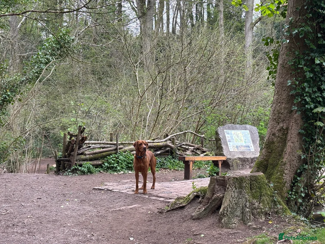 Hungarian Vizsla dogs for stud: Stunning Vizsla x Fox Red Lab for Stud (proven) in Bristol - Advert 3